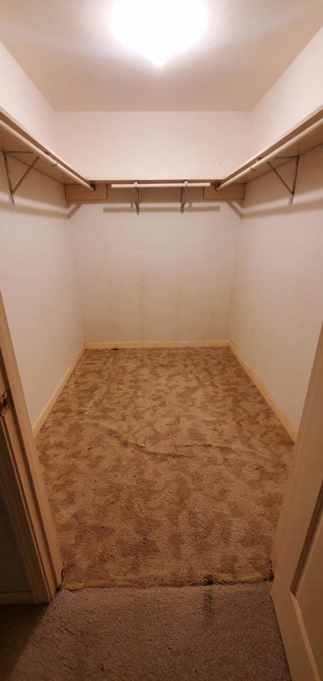 spacious closet featuring carpet flooring