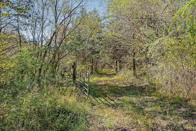 view of local wilderness