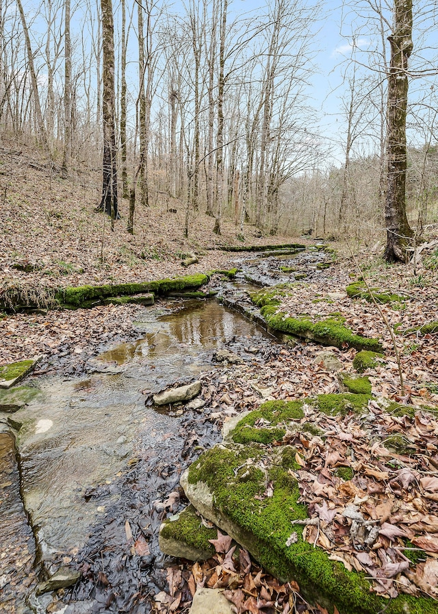 view of local wilderness