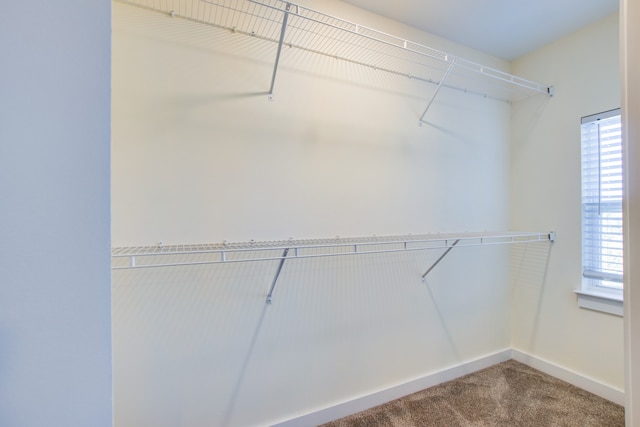 spacious closet with carpet flooring