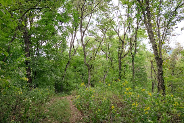 view of local wilderness