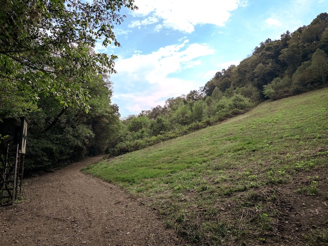 view of local wilderness