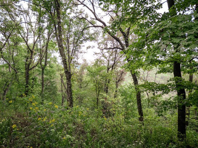 view of local wilderness