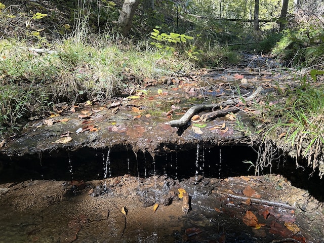 view of local wilderness