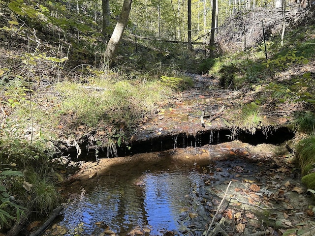 view of local wilderness