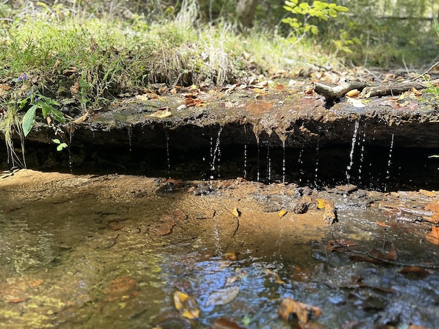 view of local wilderness