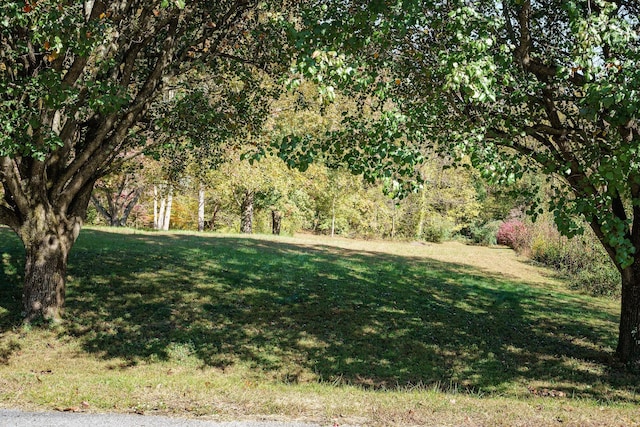 view of yard with a forest view
