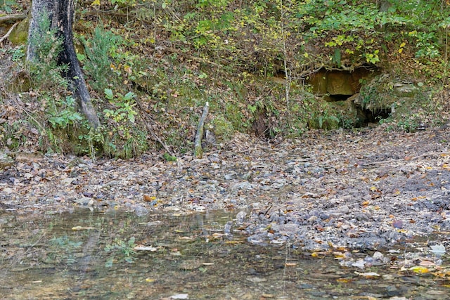 view of local wilderness