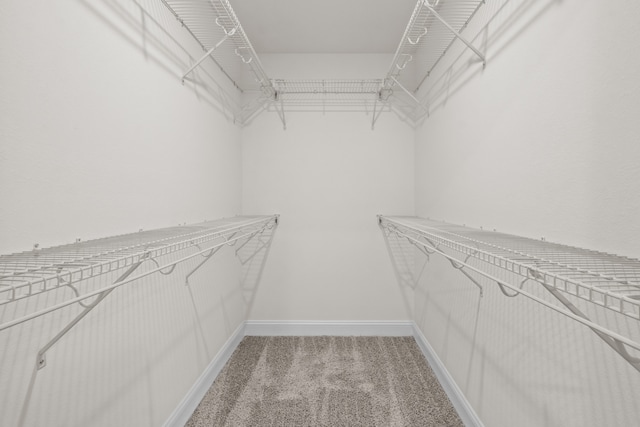 spacious closet featuring carpet