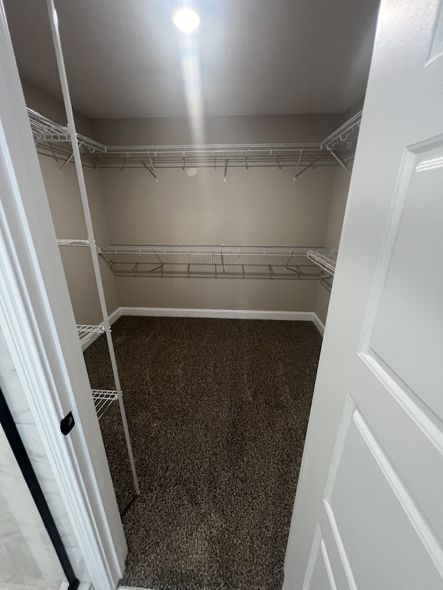 walk in closet with carpet floors