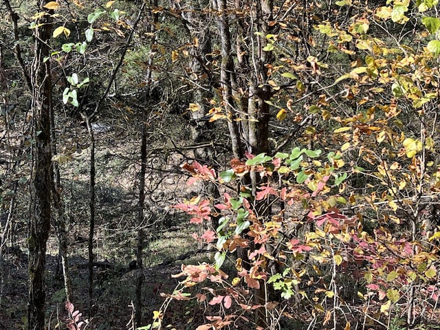 0 Reece Hollow Rd, Carthage, TN 37030 - photo 5