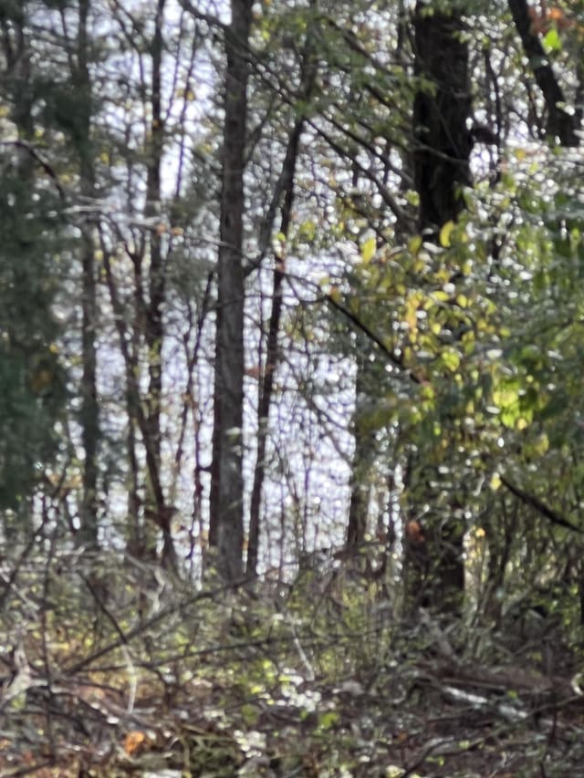 0 Reece Hollow Rd, Carthage, TN 37030 - photo 7