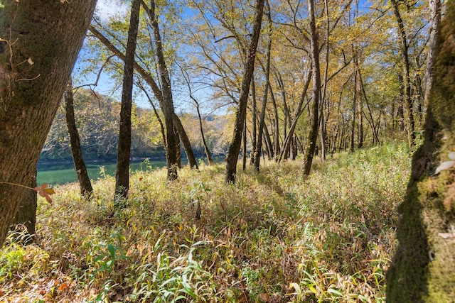 view of local wilderness