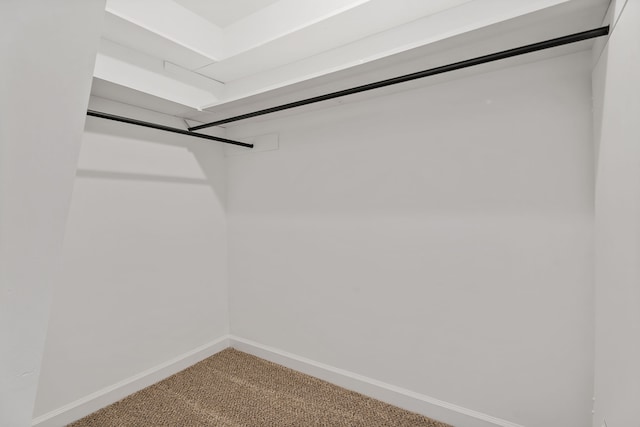 spacious closet featuring carpet floors