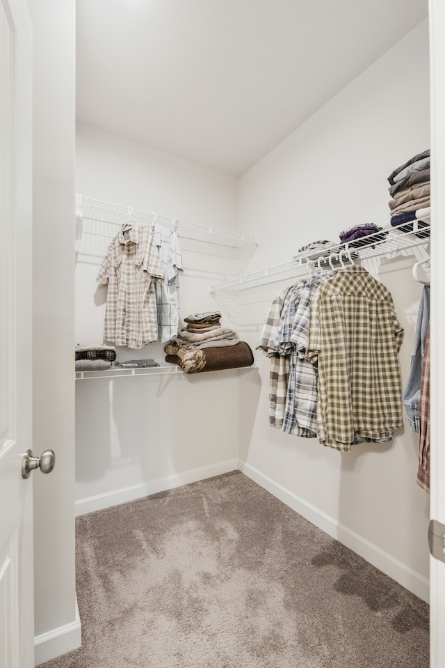 walk in closet with carpet flooring