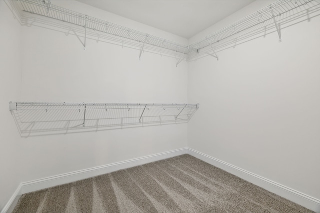 walk in closet with carpet