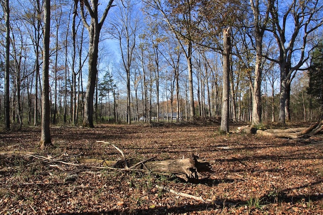 view of local wilderness