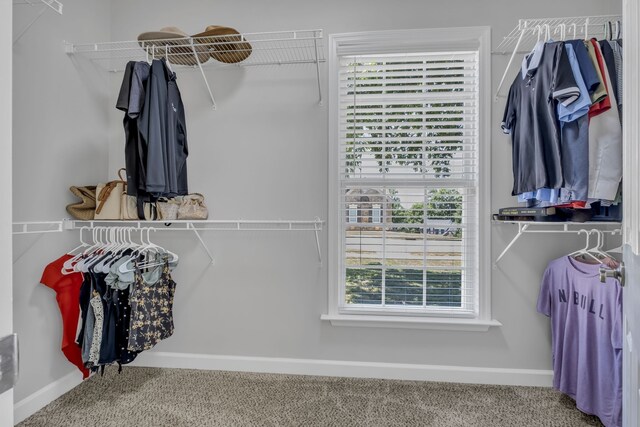 spacious closet featuring carpet