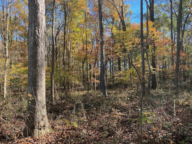 view of local wilderness