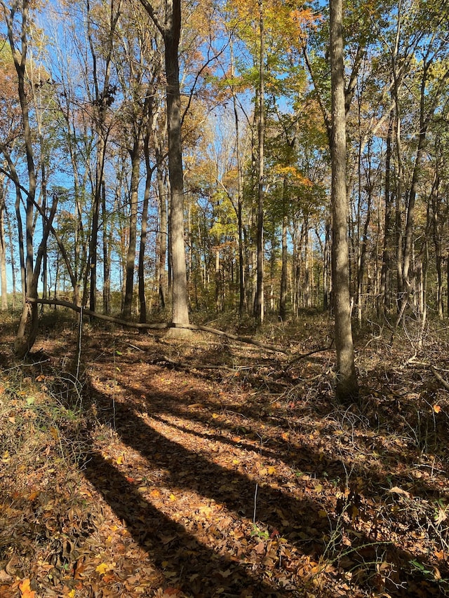 view of local wilderness