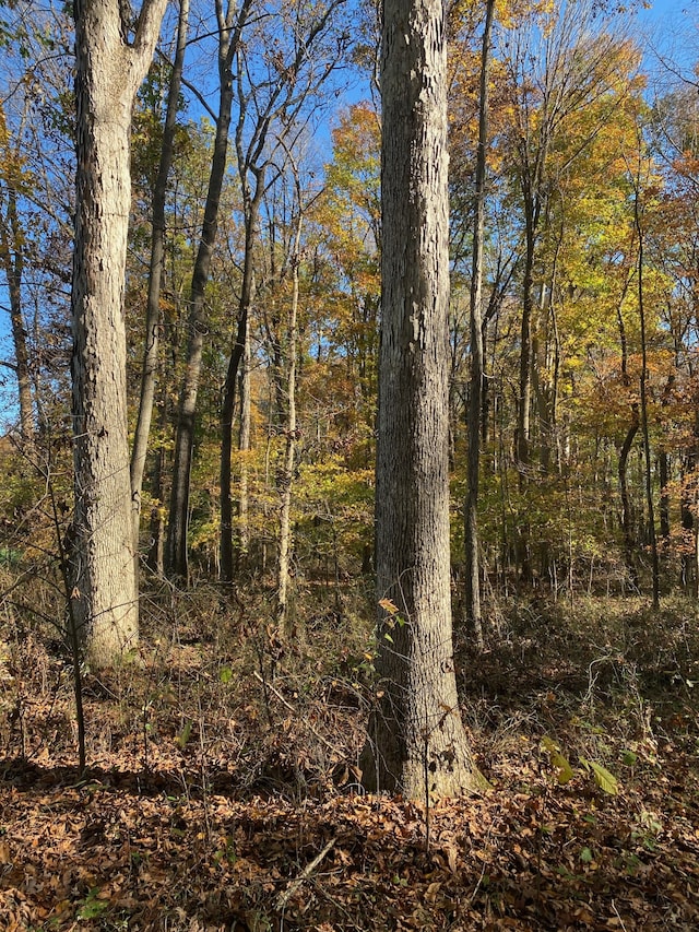 view of local wilderness