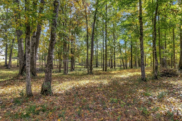 view of local wilderness