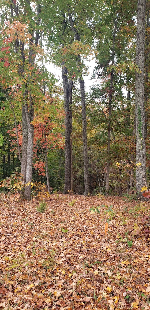 view of local wilderness