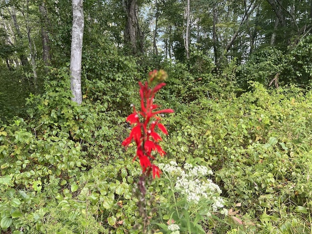 0 Gum Springs Mountain Rd, Walling, TN 38587 - photo 11