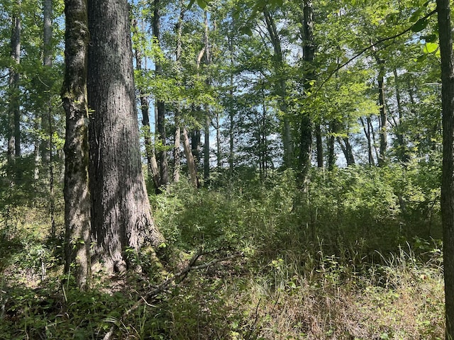0 Gum Springs Mountain Rd, Walling, TN 38587 - photo 7