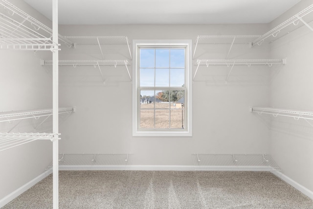 646 Woodrush Dr, Clarksville, TN 37040 - walk in closet with carpet floors