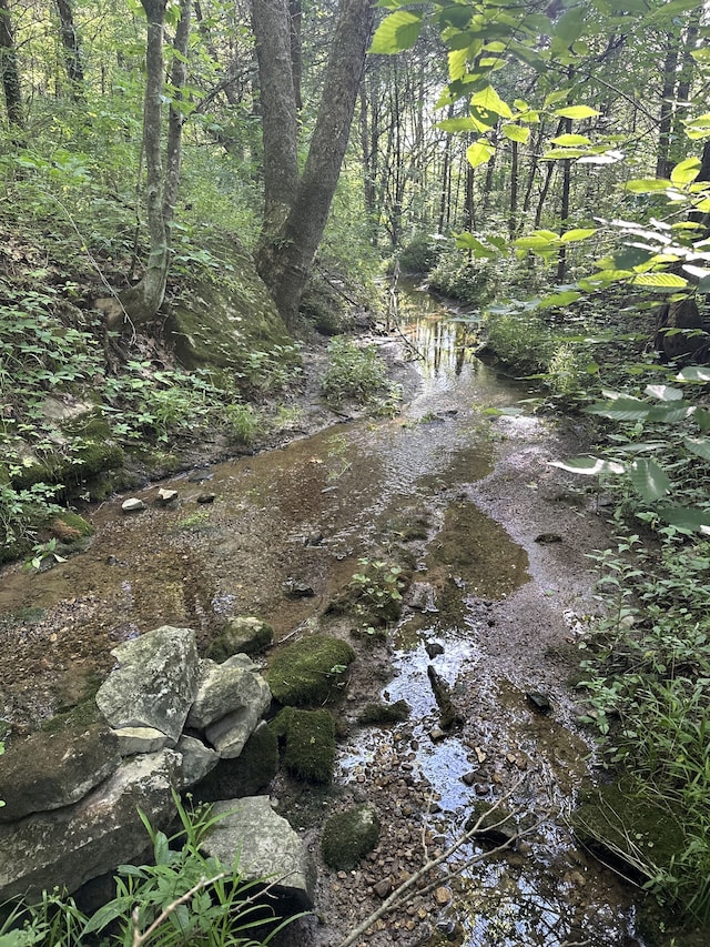 view of local wilderness