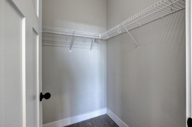 spacious closet featuring carpet flooring