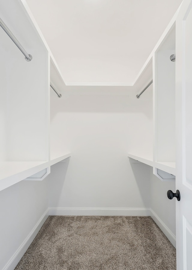 walk in closet featuring carpet flooring