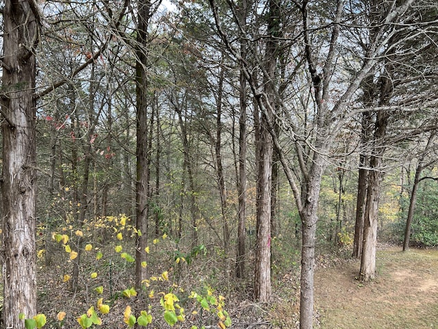 view of local wilderness