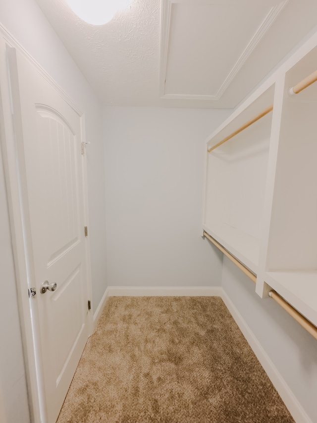 walk in closet featuring carpet flooring