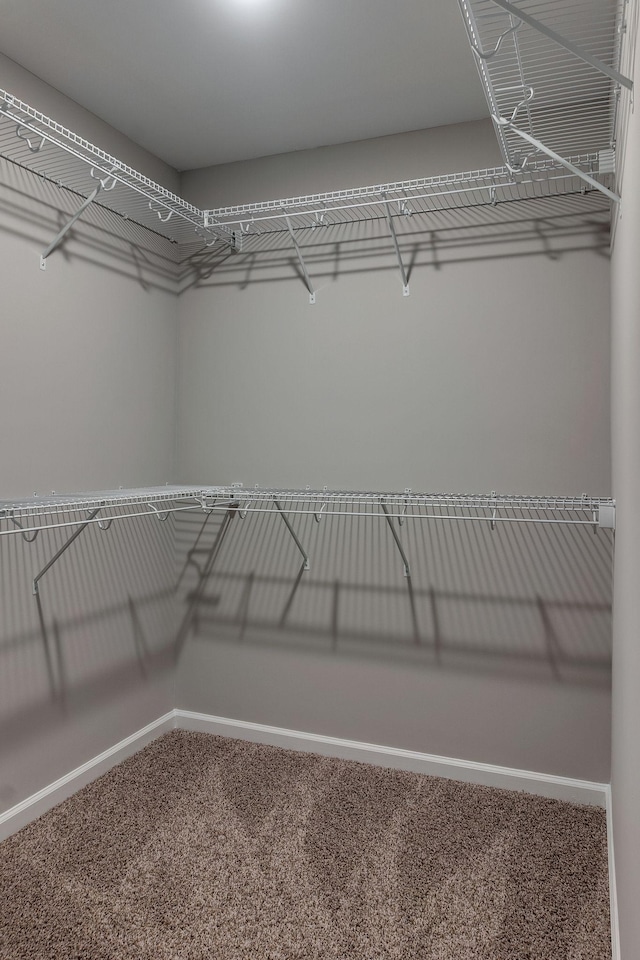 walk in closet featuring carpet flooring