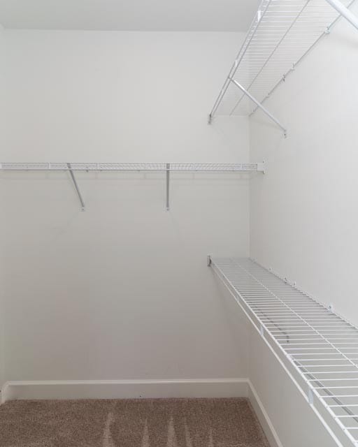 spacious closet featuring carpet flooring