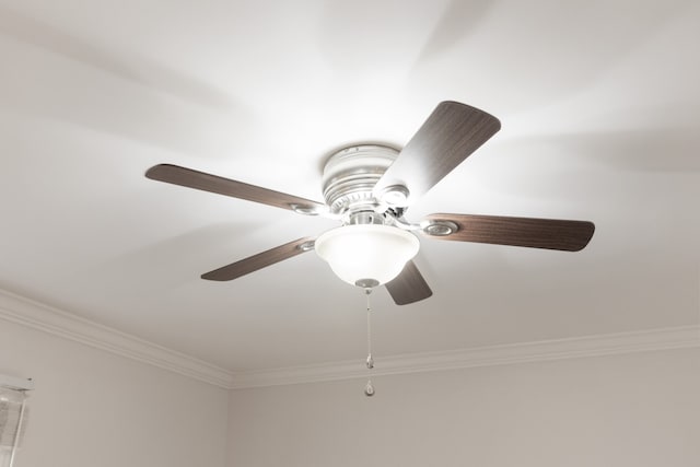 interior details featuring ceiling fan and crown molding