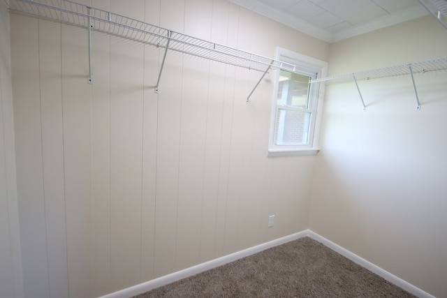 walk in closet featuring carpet flooring