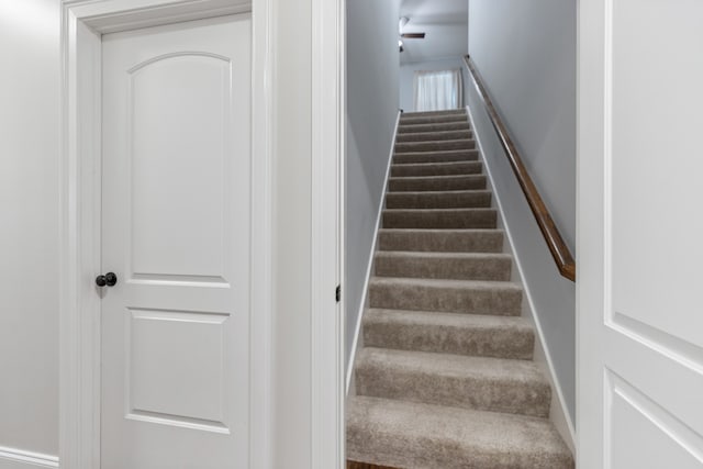 staircase featuring carpet