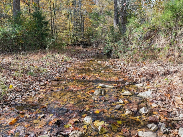 view of local wilderness