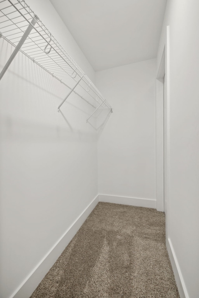 spacious closet with carpet flooring