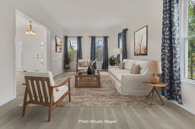 carpeted living room with an inviting chandelier, a wealth of natural light, and crown molding