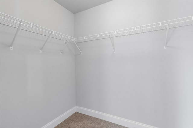 walk in closet featuring carpet