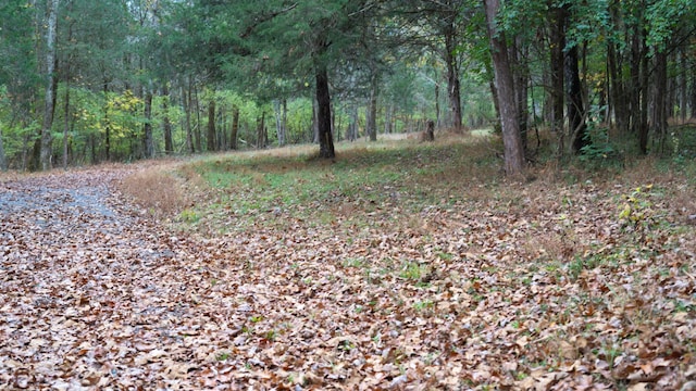 view of local wilderness