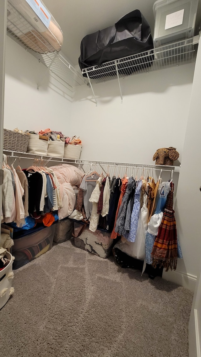 walk in closet featuring carpet