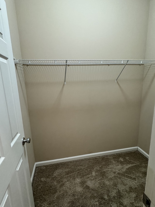 spacious closet featuring carpet flooring