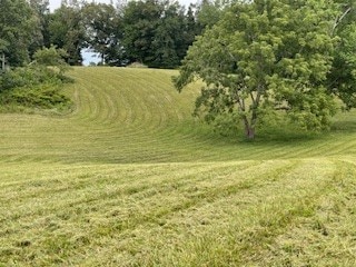 view of local wilderness