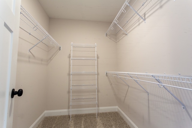 spacious closet featuring carpet