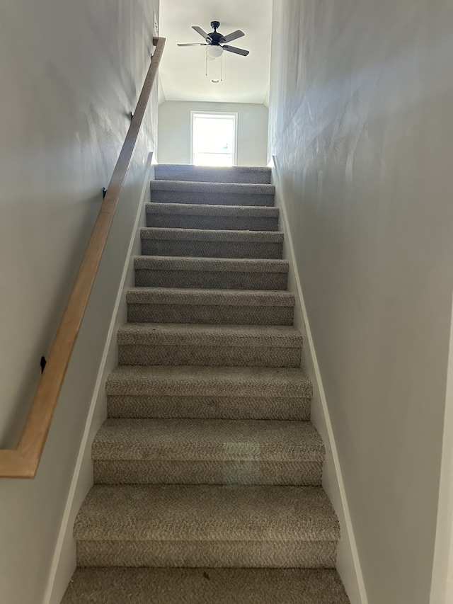 stairway featuring ceiling fan and carpet